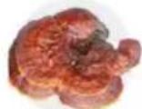 Tribest Soyabella SB130 - MUSHROOM TONIC - 4