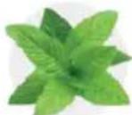 Tribest Soyabella SB130 - SUPERFOOD MILK - 8