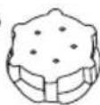 Tribest Solostar 4 SS4250 - JUICER PART DESCRIPTION - 14