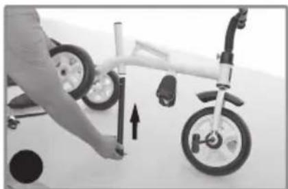 Chipolino Pulse - 6