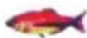 Lucky FF718LICW - Allarme Pesce - 5