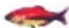 Lucky FF718LICW - Fish Alarm— - 3