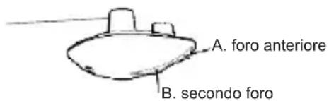 A. foro anteriore B. secondo foro