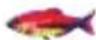 Lucky FF718LICW - Allarme Pesce - 3