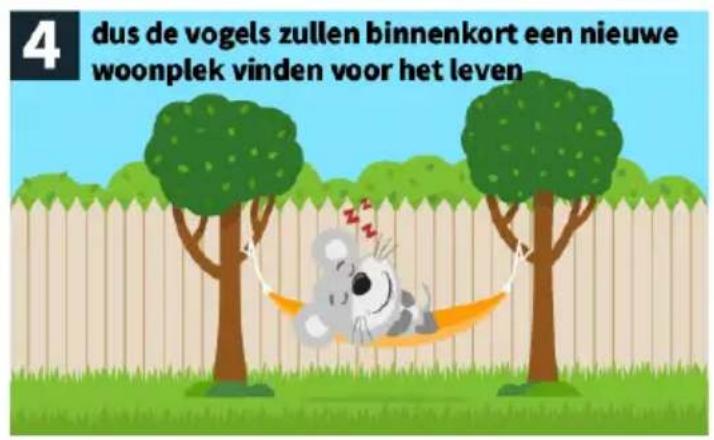 4 dus de vogels zullen binnenkort een nieuwe woonplek vinden voor het leven