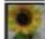 LG Optimus L7 II Dual - After shooting a video - 3