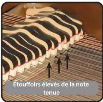 Dexibell Vivo H10 - String Reso (Résonances Harmoniques Sympathiques) - 1