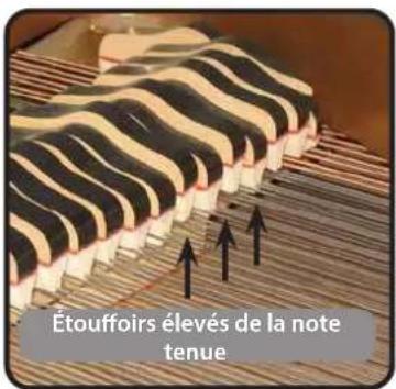 Dexibell Vivo SX8 - String Reso (Résonances Harmoniques Sympathiques) - 1