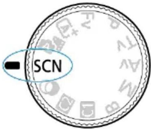 SCN
