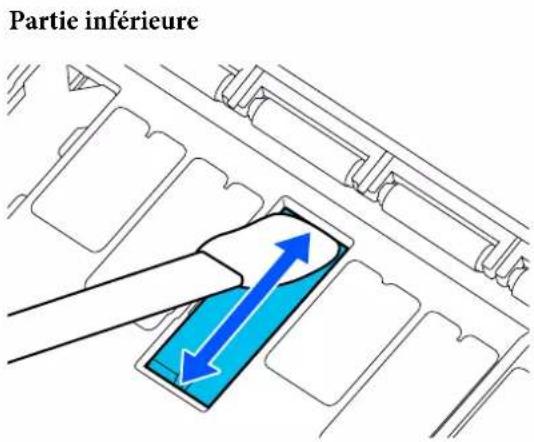 Partie inférieure
