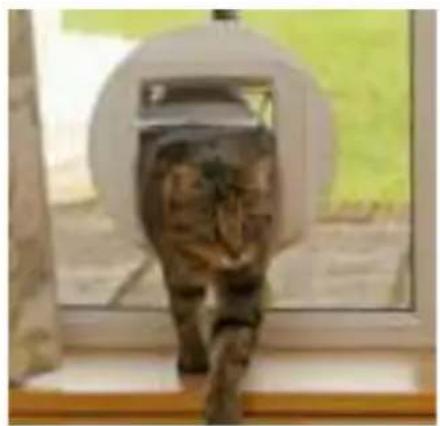 SureFlap Microchip Cat Flap - Avis important 64 - 13