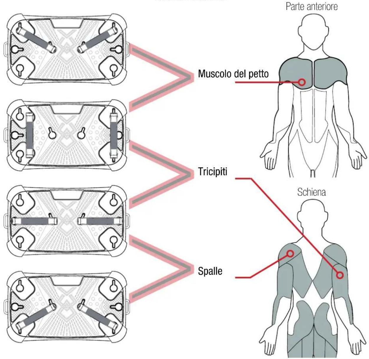 Parte anteriore Muscolo del petto Tricipiti Spalle Schiena