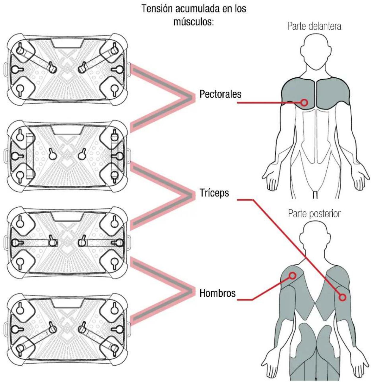 Tensión acumulada en los músculos: Parte delantera Pectorales Tríceps Hombros Parte posterior