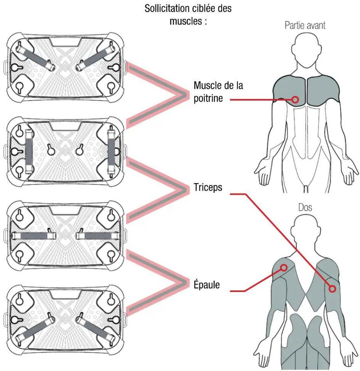 Solllicitation ciblée des muscles : Partie avant Muscle de la poitrine Triceps Épaule Dos