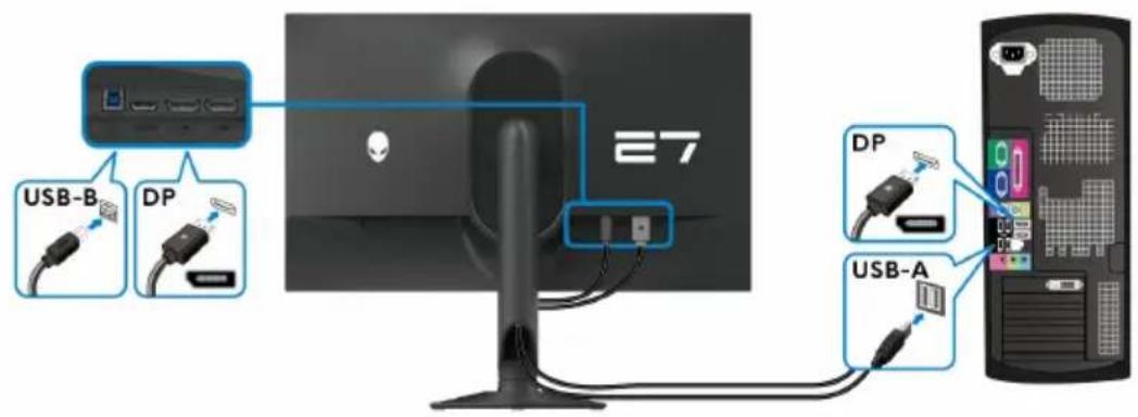 ALIENWARE AW2724DM - Connexion des câbles DisplayPort (DP à DP) et USB - 1