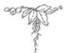 SHARP YBS1282AE - Recepten - 1