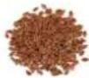 H.KOENIG OLY900 - ACCEPTED SEEDS - 1