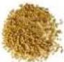 H.KOENIG OLY900 - ACCEPTED SEEDS - 2