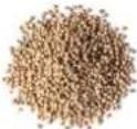 H.KOENIG OLY900 - ACCEPTED SEEDS - 23