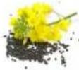 H.KOENIG OLY900 - ACCEPTED SEEDS - 15