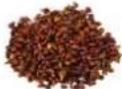 H.KOENIG OLY900 - ACCEPTED SEEDS - 11