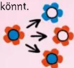 Schmidt Schummel Hummel - Beispiel: Auf eine blau-rote Blüte kannst du nur eine Blüte die entweder blau, rot oder beide Farben zeigt ablegen. - 1