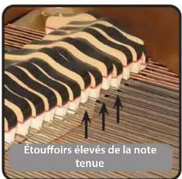 Dexibell VIVO H10MG - String Reso (Résonances Harmoniques Sympathiques) - 1