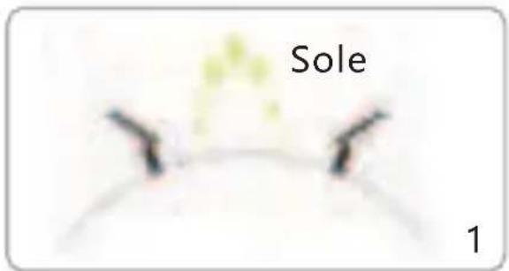 Sole 1