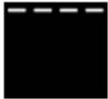 SMEG FMI120B3 - Description des fonctions - 3