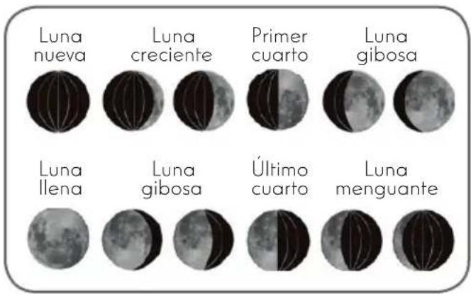 Luna nueva Luna creciente Primer cuarto Luna gibosa Luna llena Luna gibosa Último cuarto Luna menguante