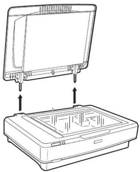 EPSON Expression 13000XL - Mise en place de documents épais ou de grande dimension - 2