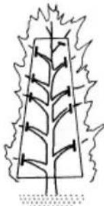 HiKOKI CH14DSL - Trimmen von Gartenbäumen - 1