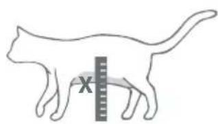 X