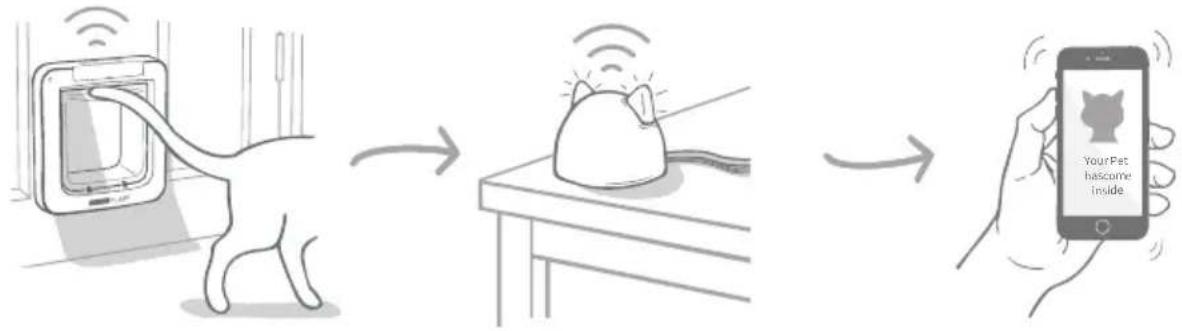 SureFlap Microchip Pet Door Connect - Other important things to consider - 6