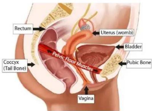 TensCare Perfect PFE - PELVIC FLOOR MUSCLES - 1