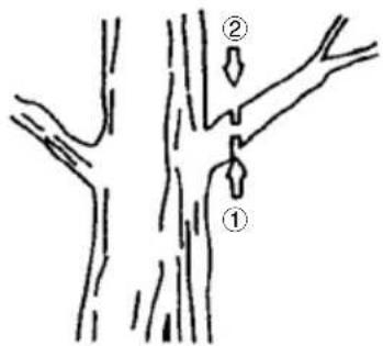 Diagram showing two labeled parts (① and ②) pointing to a tree branch with directional arrows indicating flow or movement.