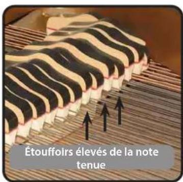 Dexibell Vivo H5 - String Reso (Résonances Harmoniques Sympathiques) - 1