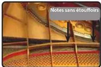 Dexibell Vivo H5 - No Damper ("No Damper" sur les notes élevées) - 1