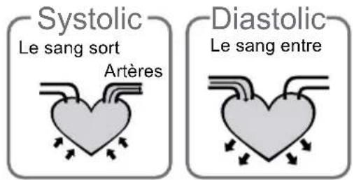 Systolic Le sang sort Arères Diastolic Le sang entre