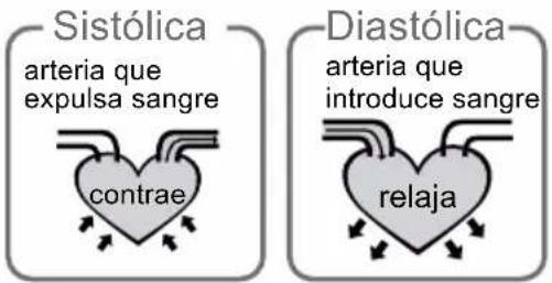 Sistólica arteria que expulsa sangre contrae Diastólica arteria que introduce sangre relaja