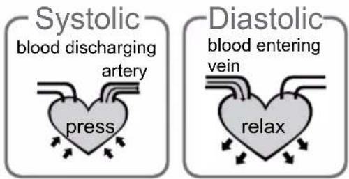 Systolic blood discharging artery press Diastolic blood entering vein relax