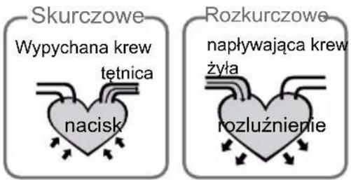 Skurczowe Wypychana krew tętnica nacisk Rozkurczowe napływająca krew żyła rozluźnienie