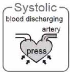 Systolic blood discharging artery press