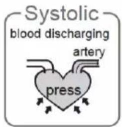 Systolic blood discharging artery press