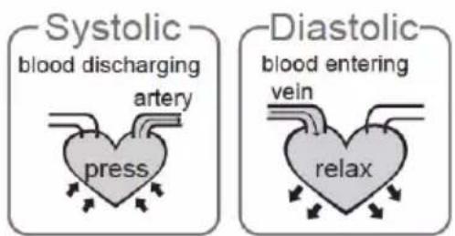 Systolic blood discharging artery press Diastolic blood entering vein relax
