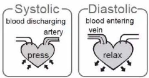 Systolic blood discharging artery press Diastolic blood entering vein relax