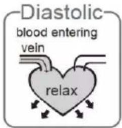 Diastolic blood entering vein relax