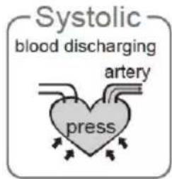 Systolic blood discharging artery press