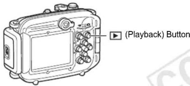 (Playback) Button