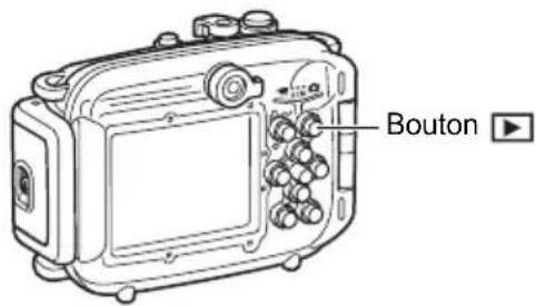 Bouton